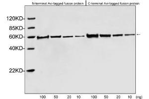 Western blot analysis of Avi tagged fusion proteins expressed in E. (Avi-Tag antibody)