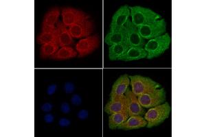ABIN6260361 and ABIN6266793 staining Hela cells by IF/ICC.