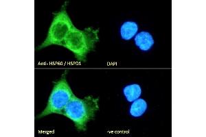 (ABIN5539538) Immunofluorescence analysis of paraformaldehyde fixed A431 cells, permeabilized with 0. (HSPD1 antibody  (AA 333-344))