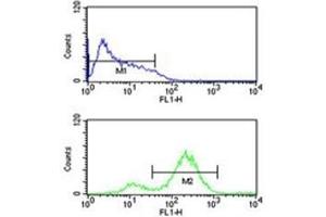 EIF4E antibody flow cytometric analysis of HL-60 cells (bottom histogram) compared to a negative control (top histogram). (EIF4E antibody)