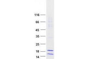 H2A Histone Family, Member Z (H2AFZ) protein (Myc-DYKDDDDK Tag)
