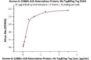 Immobilized Biotinylated Human IL-12 R beta 1, Fc,Avitag (ABIN6731329,ABIN6809867) at 1 μg/mL (100 μL/well) on Streptavidin  precoated (0. (IL12 Protein (AA 23-328) (His tag,DYKDDDDK Tag))