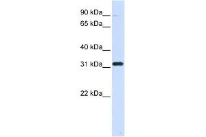 EEF1B2 antibody used at 1 ug/ml to detect target protein. (EEF1B2 antibody  (Middle Region))