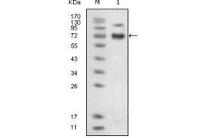 Western Blot showing EphB4 antibody used against extracellular domain of human EphB4 (aa16-539). (EPH Receptor B4 antibody)