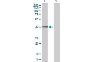 Western Blot analysis of PEX19 expression in transfected 293T cell line by PEX19 MaxPab polyclonal antibody. (PEX19 antibody  (AA 1-299))