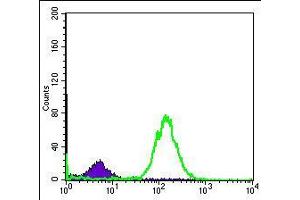 Flow cytometric analysis of Hela cells using BID mouse mAb (green) and negative control (purple). (BID antibody)