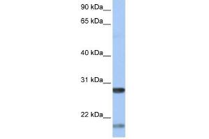 BDNF antibody used at 1 ug/ml to detect target protein. (BDNF antibody  (Middle Region))