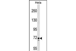 Western blot analysis in Hela cell line lysates (35ug/lane). (GALNT6 antibody  (C-Term))