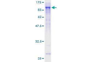 SHC4 Protein (AA 1-630) (GST tag)