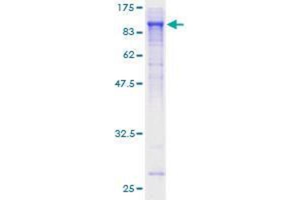 SHC4 Protein (AA 1-630) (GST tag)