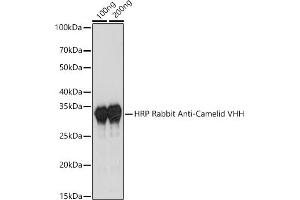 Western blot analysis of extracts of various cell lines, using HRP Rabbit Anti-Camelid VHH Antibody antibody (ABIN3014998, ABIN3014999, ABIN3015000 and ABIN1680416) at 1:1000 dilution. (Rabbit anti-Camel IgG Antibody (HRP))