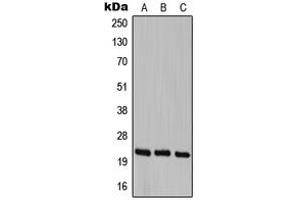 Western blot analysis of Cerebellin 1 expression in HEK293T (A), SP2/0 (B), PC12 (C) whole cell lysates. (CBLN1 antibody  (C-Term))