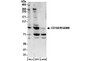 Western Blotting (WB) image for anti-Hyaluronan-Mediated Motility Receptor (RHAMM) (HMMR) (AA 25-75) antibody (ABIN7450090)