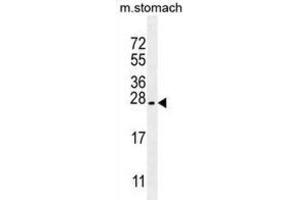 Western Blotting (WB) image for anti-Prostate Stem Cell Antigen (PSCA) antibody (ABIN2997805) (PSCA antibody)