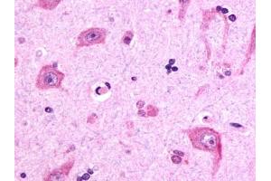 Immunohistochemical staining of Brain (Neurons and glia) using anti- RXFP3 antibody ABIN122239