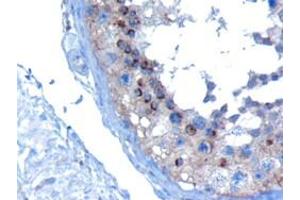 ABIN185184 (10µg/ml) staining of paraffin embedded Human Testis. (VPS28 antibody  (C-Term))