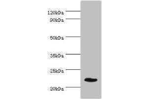 Western blot All lanes: GFER antibody at 3 μg/mL + Mouse liver tissue Secondary Goat polyclonal to rabbit IgG at 1/10000 dilution Predicted band size: 24, 16 kDa Observed band size: 24 kDa (GFER antibody  (AA 81-205))