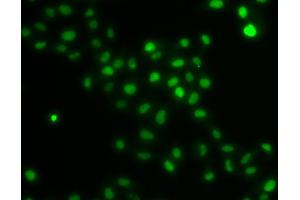 Immunofluorescence analysis of U2OS cells using HIRIP3 antibody. (HIRIP3 antibody)
