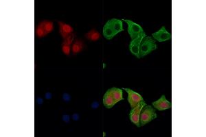 Phospho-IRF7 (Ser471/Ser472) Antibody staining Hela cells(heat shock treatment) by IF/ICC.
