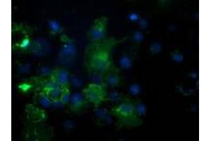 Anti-PDE2A mouse monoclonal antibody (ABIN2454178) immunofluorescent staining of COS7 cells transiently transfected by pCMV6-ENTRY PDE2A (RC207219). (PDE2A antibody)