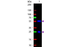 Western blot of Fluorescein conjugated Rabbit F(ab’)2 Anti-Goat IgG Pre-Adsorbed secondary antibody. (Rabbit anti-Goat IgG (Heavy & Light Chain) Antibody (FITC) - Preadsorbed)