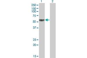 Western Blot analysis of KLF12 expression in transfected 293T cell line by KLF12 monoclonal antibody (M01), clone 3E4. (KLF12 antibody  (AA 1-90))