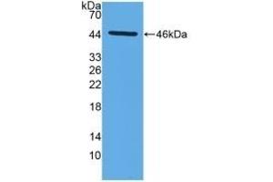 Detection of Recombinant MMP14, Mouse using Polyclonal Antibody to Matrix Metalloproteinase 14 (MMP14) (MMP14 antibody  (AA 121-487))