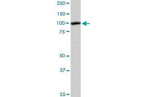 AHI1 MaxPab rabbit polyclonal antibody. (AHI1 antibody  (AA 1-609))