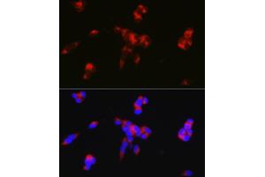 Immunofluorescence (IF) image for anti-Protein Phosphatase 1, Regulatory (Inhibitor) Subunit 1B (PPP1R1B) (AA 1-168) antibody (ABIN6146067)
