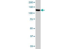 TAO Kinase 1 (TAOK1) (AA 892-1001) antibody