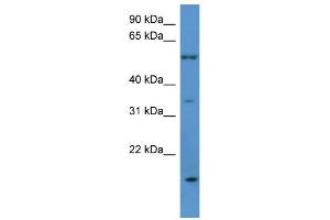 OR2J2 antibody  (C-Term)