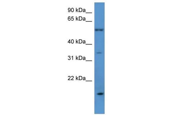 OR2J2 antibody  (C-Term)