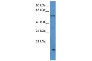 WB Suggested Anti-OR2J2 Antibody Titration: 0.