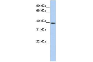 WB Suggested Anti-GNAO1 Antibody Titration: 0. (GNAO1 antibody  (Middle Region))