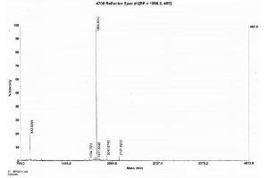 Image no. 1 for Anti-Mullerian Hormone (AMH) peptide (Ovalbumin) (ABIN5666084) (Anti-Mullerian Hormone (AMH) peptide (Ovalbumin))