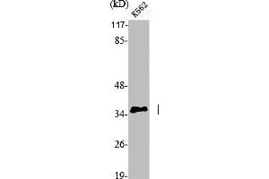 Western Blot analysis of K562 cells using p35 Polyclonal Antibody (CDK5R1 antibody  (N-Term))