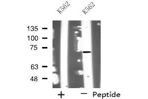 Western blot analysis of extracts from K562 cells, using NOLC1 antibody.