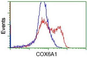 HEK293T cells transfected with either RC210485 overexpress plasmid (Red) or empty vector control plasmid (Blue) were immunostained by anti-COX6A1 antibody (ABIN2452915), and then analyzed by flow cytometry. (COX6A1 antibody)