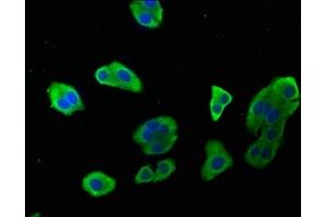 Immunofluorescence staining of HepG2 cells with ABIN7146968 at 1:142, counter-stained with DAPI. (Caspase 9 antibody  (AA 113-324))