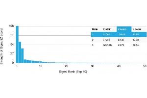 Analysis of Protein Array containing more than 19,000 full-length human proteins using S100B Mouse Recombinant Monoclonal Antibody (rS100B/1012). (Recombinant S100B antibody)