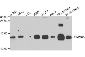 Western blot analysis of extracts of various cell lines, using TIMM8A antibody. (TIMM8A/DDP antibody)