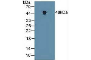 Western blot analysis of Mouse Heart Tissue. (FNTA antibody  (AA 51-366))