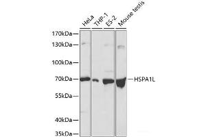 Western blot analysis of extracts of various cell lines using HSPA1L Polyclonal Antibody at dilution of 1:500. (HSPA1L antibody)