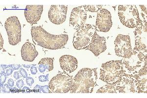 Immunohistochemical analysis of paraffin-embedded mouse testis tissue. (MEK1/2 antibody)