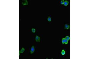 Immunofluorescent analysis of HepG2 cells using ABIN7143108 at dilution of 1:100 and Alexa Fluor 488-congugated AffiniPure Goat Anti-Rabbit IgG(H+L) (ACTR5 antibody  (AA 183-285))