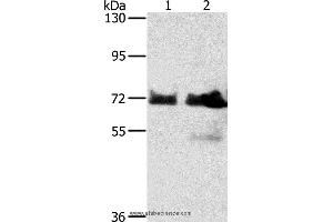 Western blot analysis of Hela and Raji cell, using BRAF Polyclonal Antibody at dilution of 1:400 (BRAF antibody)