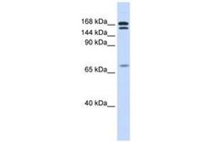 Image no. 1 for anti-Cut-Like Homeobox 2 (CUX2) (AA 432-481) antibody (ABIN6743456)