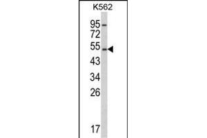 Western blot analysis of CYP2E1 Antibody (C-term) (ABIN652585 and ABIN2842392) in K562 cell line lysates (35 μg/lane). (CYP2E1 antibody  (C-Term))