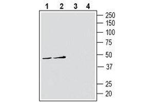 Western blot analysis of human Jurkat T-cell leukemia cell line lysates (lanes 1 and 3) and human THP-1 monocytic leukemia cell line lysates (lanes 2 and 4): - 1, 2. (ATP1B3 antibody  (Extracellular))