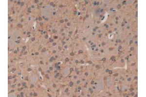 IHC-P analysis of Mouse Brain Tissue, with DAB staining. (MAP1A antibody  (AA 2552-2759))